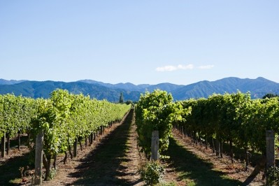 Vineyards in the wine region of Marlborough. Pic: getty/imagesource