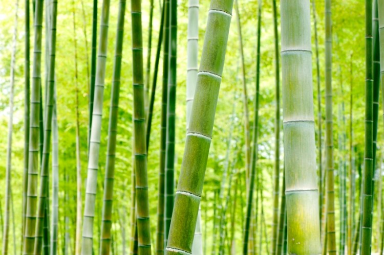 Support téléphone bureau en bambou personnalisé Bambou Screen