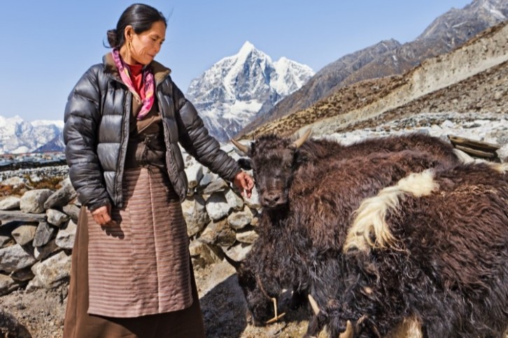 Yaks, with their milk, meat and fur, provide an economic lifeline to the rural communities that herds the animals. Image: Getty/hadynyah