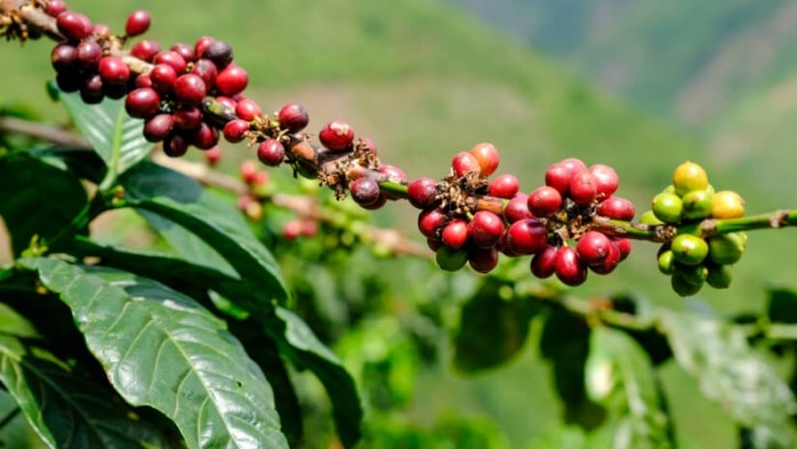 Uganda's coffee exports saw a a 35% increase in value from last financial year. Credit: Getty/Josh Poyser