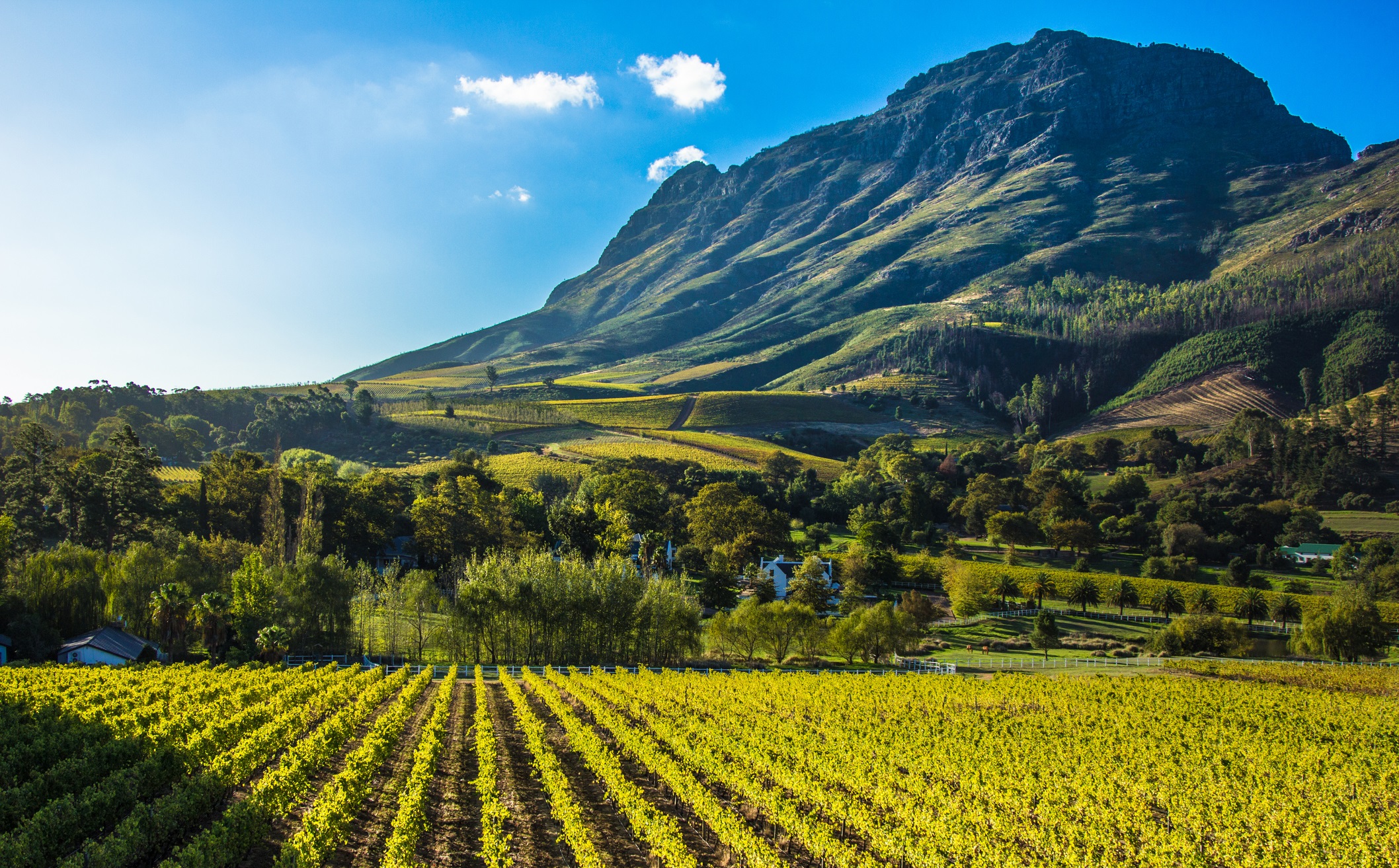 South African wine harvest Winemakers see promising results despite